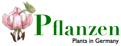 Pflanzenbilderdatenbank (Pictures of plants in Germany)