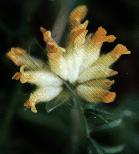 Anthyllis vulneraria