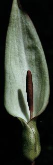 Arum maculatum