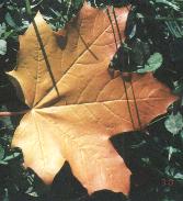 Acer platanoides