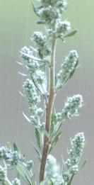 Artemisia vulgaris