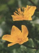 Caltha palustris