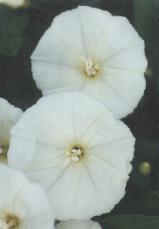 Calystegia sepium