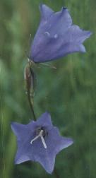 Campanula persicifolia