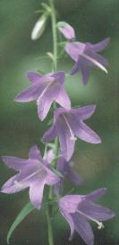Campanula rapunculoides