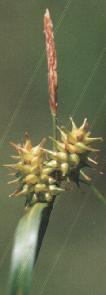Carex flava