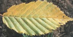 Carpinus betulus 