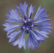 Centaurea cyanus