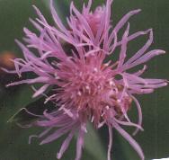 Centaurea scabiosa