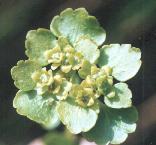 Chrysosplenium alternifolium