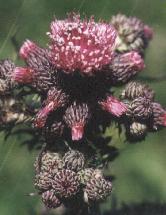 Cirsium palustre