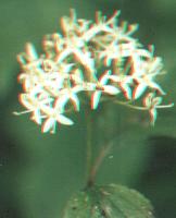 Cornus sanguinea