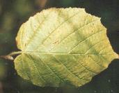 Corylus avellana 