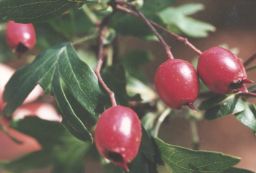 Crataegus monogyna