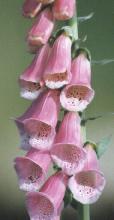 Digitalis purpurea