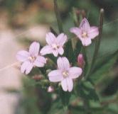 Epilobium montanum