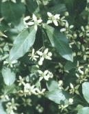 Euonymus europaeus
