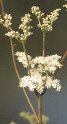 Filipendula ulmaria