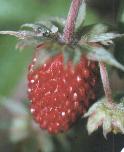 Fragaria vesca