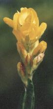 Genistella sagitalis