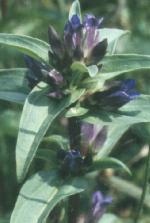 Gentiana  pneumonante