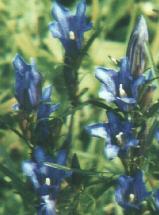 Gentiana  pneumonante