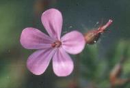 Geranium robertianum