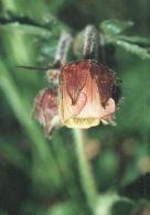 Geum rivale