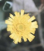 Hieracium pilosella