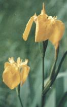 Iris pseudacorus