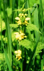 Lamium galeobdolon