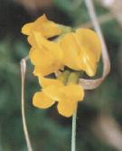 Lathyrus pratensis