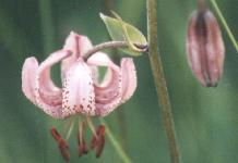 Lilium martagon