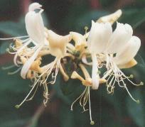 Lonicera peryclemenon