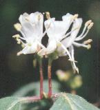 Lonicera xylosteum