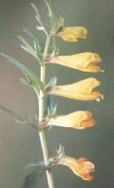 Melampyrum sylvaticum