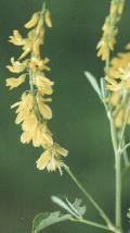 Melilotus officinalis