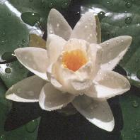 Nymphaea alba