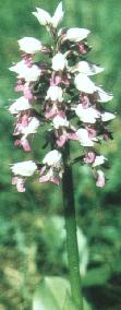 Orchis militaris
