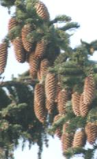 Picea abies