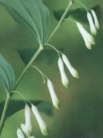 Polygonatum multiflorum