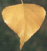 Populus nigra
