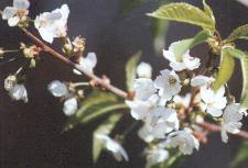 Prunus avium