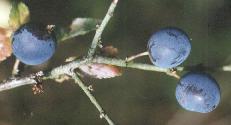 Prunus spinosa