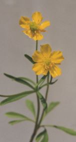 Ranunculus acer