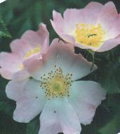 Rosa canina