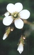 Saxifraga granulata