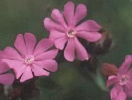 Silene dioica