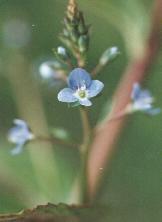Veronica beccabunga