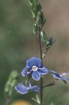 Veronica chamaedrys